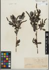Foto von Salix glabra Scop.